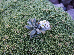Menonvillea spathulata