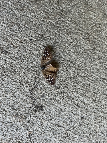 Hackberry Emperor