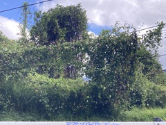 Cobaea scandens