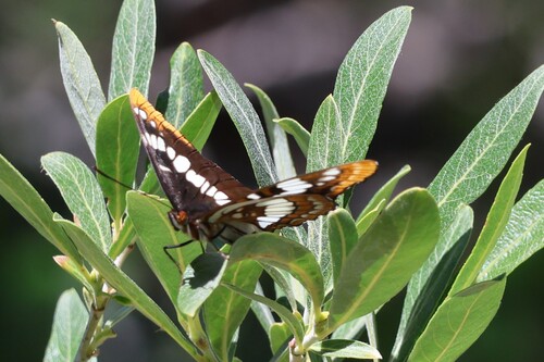 iNaturalist observation photo of Lorquin's Admiral