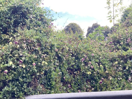 Cobaea scandens, photograph 1