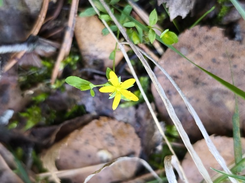 Hypericum humifusum, photograph 5