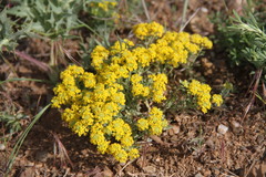 Odontarrhena obtusifolia