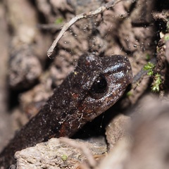 Speleomantes italicus