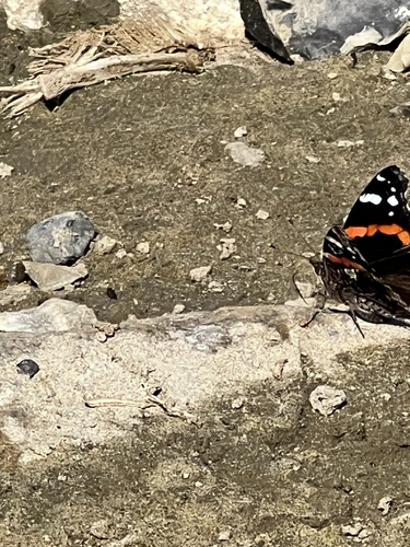 Red Admiral