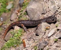 Speleomantes italicus