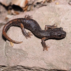 Speleomantes italicus