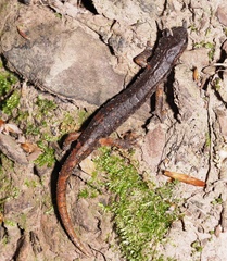 Speleomantes italicus