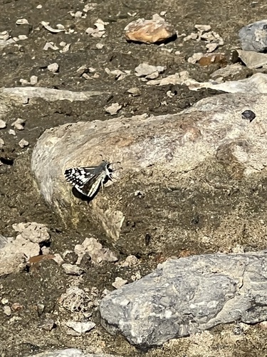 Common Checkered-Skipper