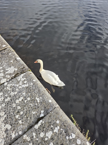 Mute Swan