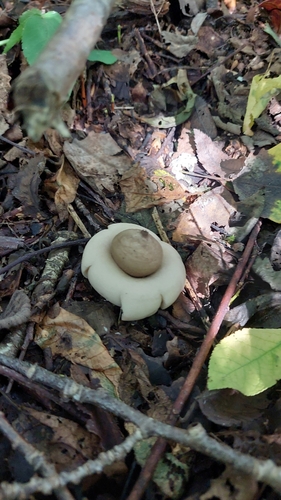 Sessile Earthstar