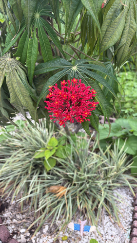 Jatropha multifida observed 2026-09-06