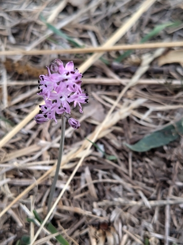 Autumn Squill