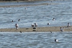 Leucophaeus pipixcan