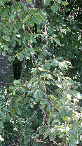 European beech
