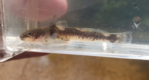 Least madtom (Noturus hildebrandi) — Ictaluridae — 4