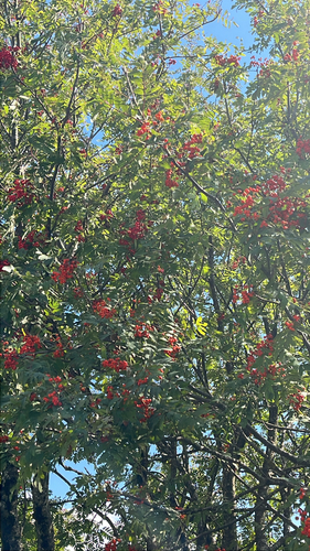European mountain ash