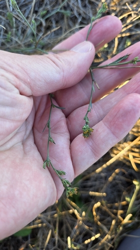 Bupleurum tenuissimum, photograph 4