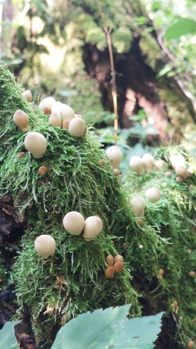 Pear-shaped Puffball