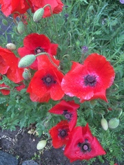 Papaver rhoeas