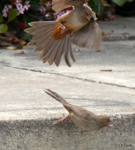 California Towhee, photo 2 of 10