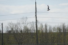 Leucophaeus pipixcan