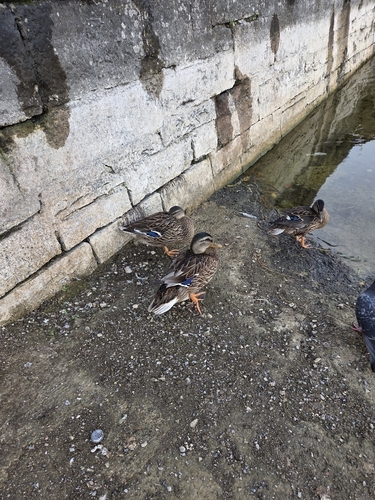 Mallard