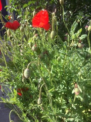 Papaver rhoeas