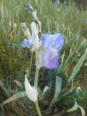 Iris pallida