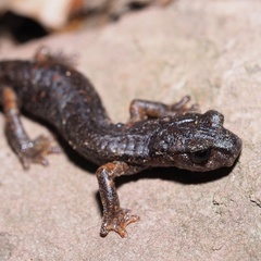 Speleomantes italicus