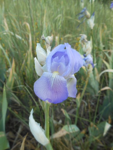 Iris pallida Lam.