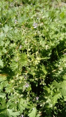 Geranium pusillum