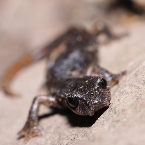 Italian Cave Salamander, Niedersachsen, DE, photo 6 of 10