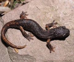 Speleomantes italicus