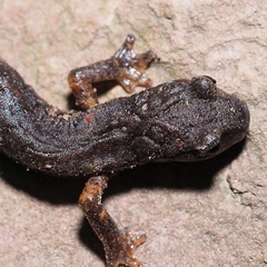 Speleomantes italicus