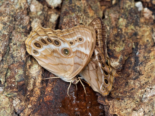 Southern Pearly-eye