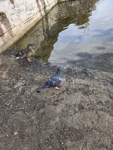 Feral Pigeon