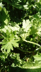 Geranium pusillum
