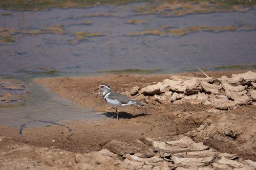 iNaturalist image