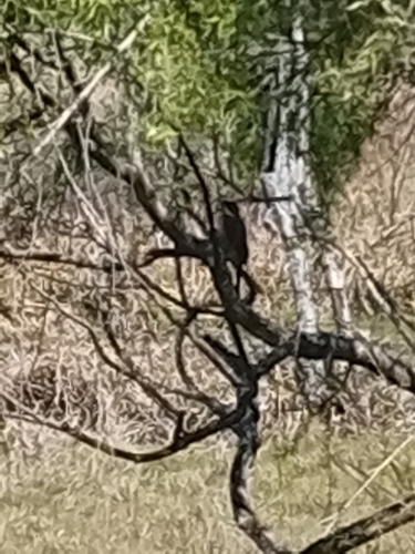 Green-barred Woodpecker