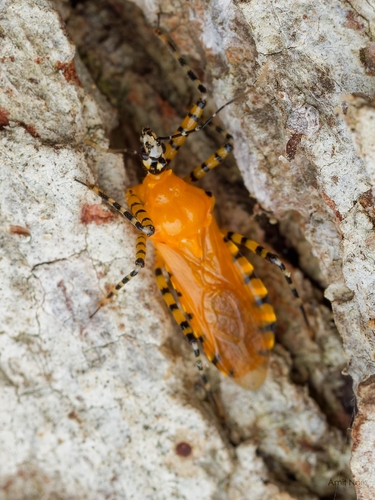 Orange Assassin Bug