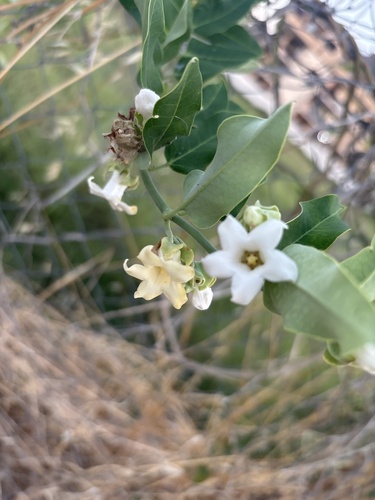 Moth Vine