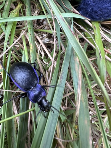 Rough Violet Ground Beetle