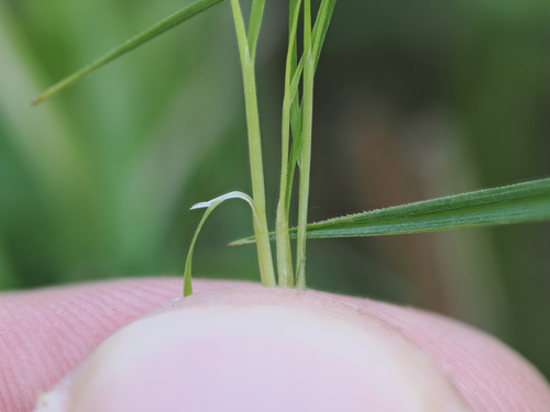 Agrostis canina observed 2026-09-06