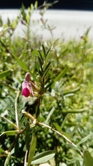 Vicia sativa