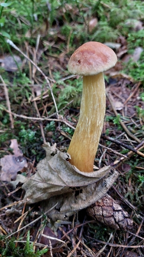 Aureoboletus projectellus
