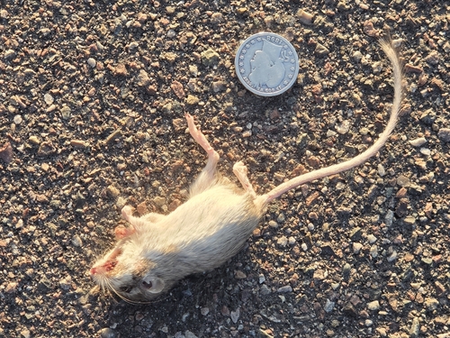 Rock Pocket Mouse