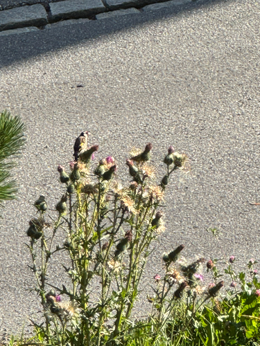 European Goldfinch