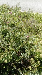 Vicia sativa