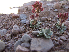 Menonvillea spathulata